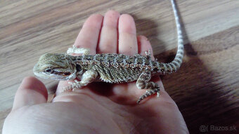 Mláďa agamy bradatej - 3