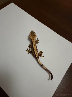 Pagekon riasnatý - 3