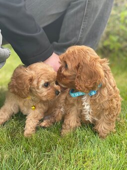Cavapoo šteniatko - 3