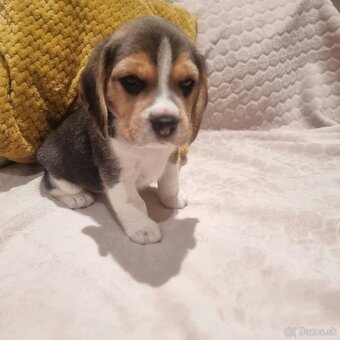 Bígel, Beagle, štěňátka - 3