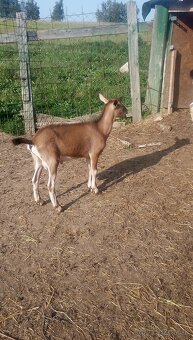 Capko - 3