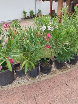 Oleander - 3