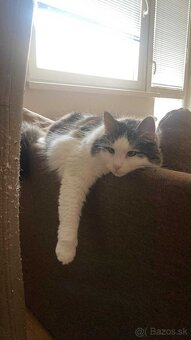 Darujem do dobrých ruk mačičky - 3