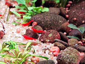 Krevetky - Neocaridina davidi bloody mary - 3