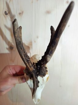 Trofej trofeje parohy parožie zhody,,, - 3