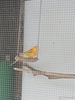 Papagáj spevaví - 3