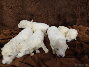 Slovenský čuvač - 3