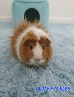 Morske prasiatka - 3