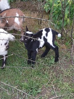 Minikozy darujem - 3