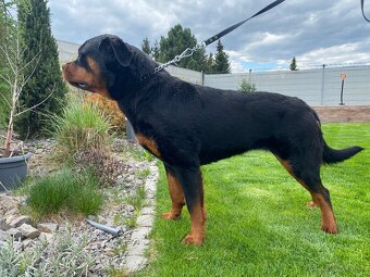 Rotvajler, rottweiler  s PP - 3
