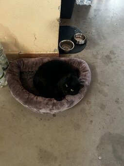 Darujem do dobrý rúk - 3