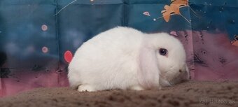 Mini Lop Esme - 3