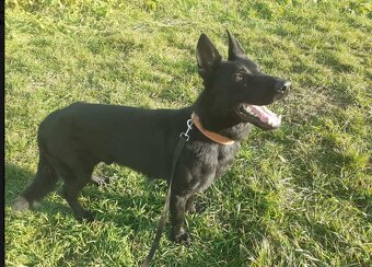 nemecký ovčiak - 3