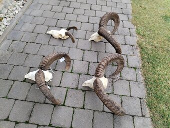 Trofeje muflonov - 3