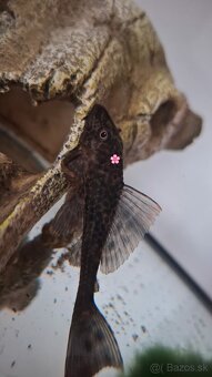 Prisavnik obyčajný - Ancistrus - 3