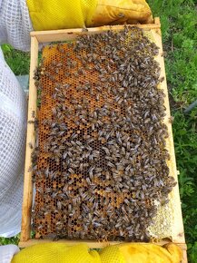 Produkčné včelstvá ,10 rámikové rodiny a odložence - 3