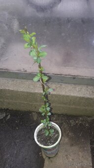 Dulovec japonský – SADENICA 1 kus -3,5eur - 3