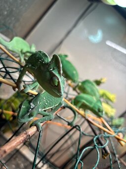 Chameleony Jemenske - 3