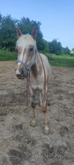Appaloosa - 3
