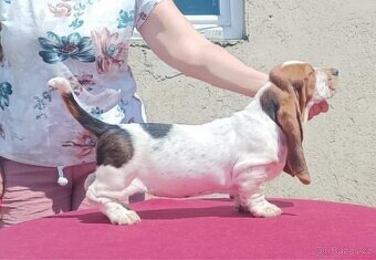 Štěně Basset Hound - 3
