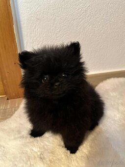 Pomeranian šteniatká - 3