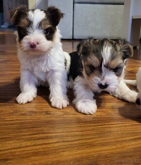 Yorkshire Biewer - 3