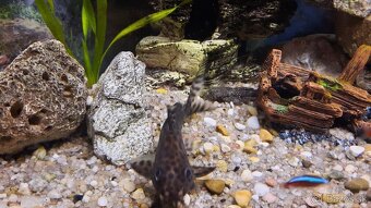 Synodontis a Pancierniček Trinidadský - Megalechis - 3