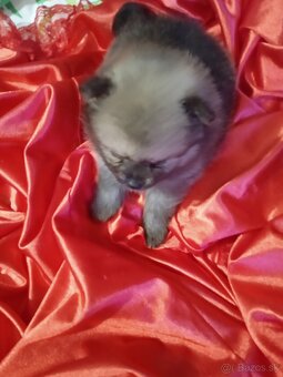 Prodám štěňata pomeranianu - 3