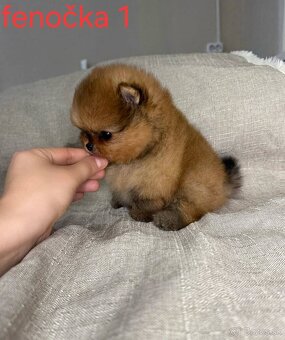Pomeranian mini - 3