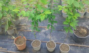 Prunus padus-májový strom - 3