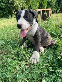 Americky pitbul - 3