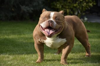 American bully s PP - 3