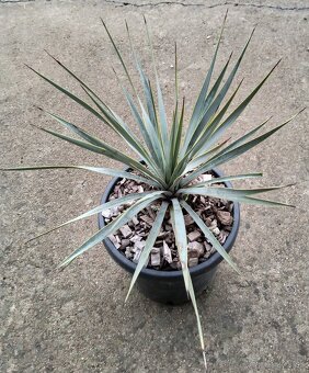 Stromové yuccy - semená - 3