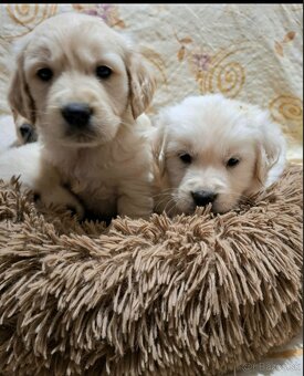 Predám Šteniatka Zlaty retriever-Golden retriever - 3