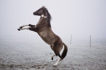 Paint horse pripustanie - 3
