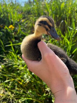 🦆 Predám kačky – ruanské 🦆 - 3