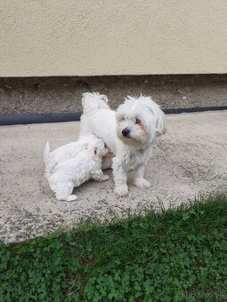 Mini Maltezák - 3