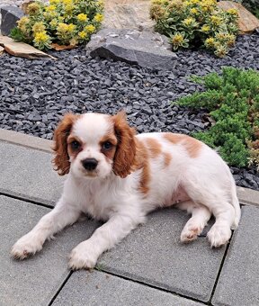 Cavalier King Charles fenka - 3