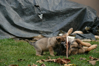 Nemecký ovčiak šteniatka - 3