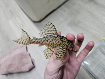 L 236 Super Yellow - chovné páry - 3