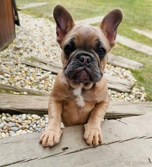 Francúzsky buldoček - 3