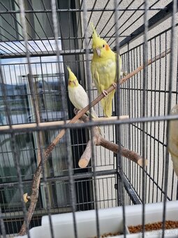 2 Korely a klietka - 3
