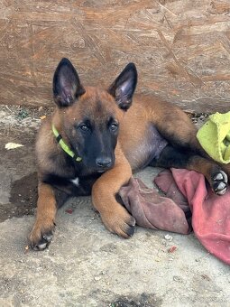 Belgický ovčiak Malinois - 3