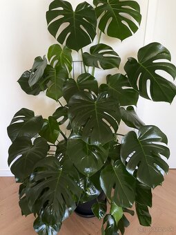 Monstera deliciosa - 3
