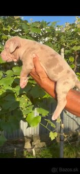 American bully xl - 3