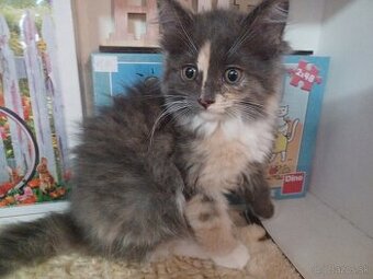 Ragdoll mačička - 3