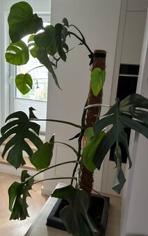 Darujem za odvoz ibovu rastlinu Monstera - 3