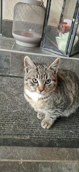 Darujem mačiatk - 3