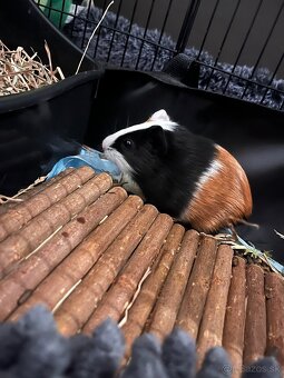 Morské prasiatka samička - 3