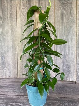 Vanilka voňavá - pravá, odrezky alebo rastliny - 3